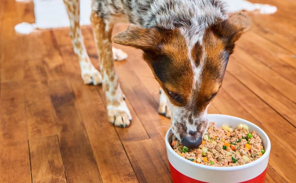 Benefits of Gently Cooked Dog Food: Why More Pet Parents Are Choosing Fresh Food