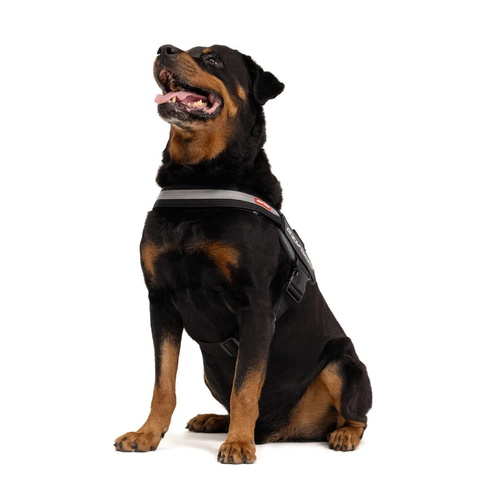 Ezydog Convert™ Dog Harness, Charcoal