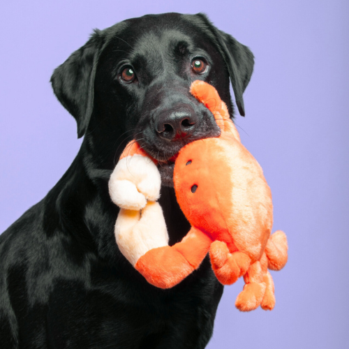 Fluff & Tuff Phyllis Crab Plush Dog Toy