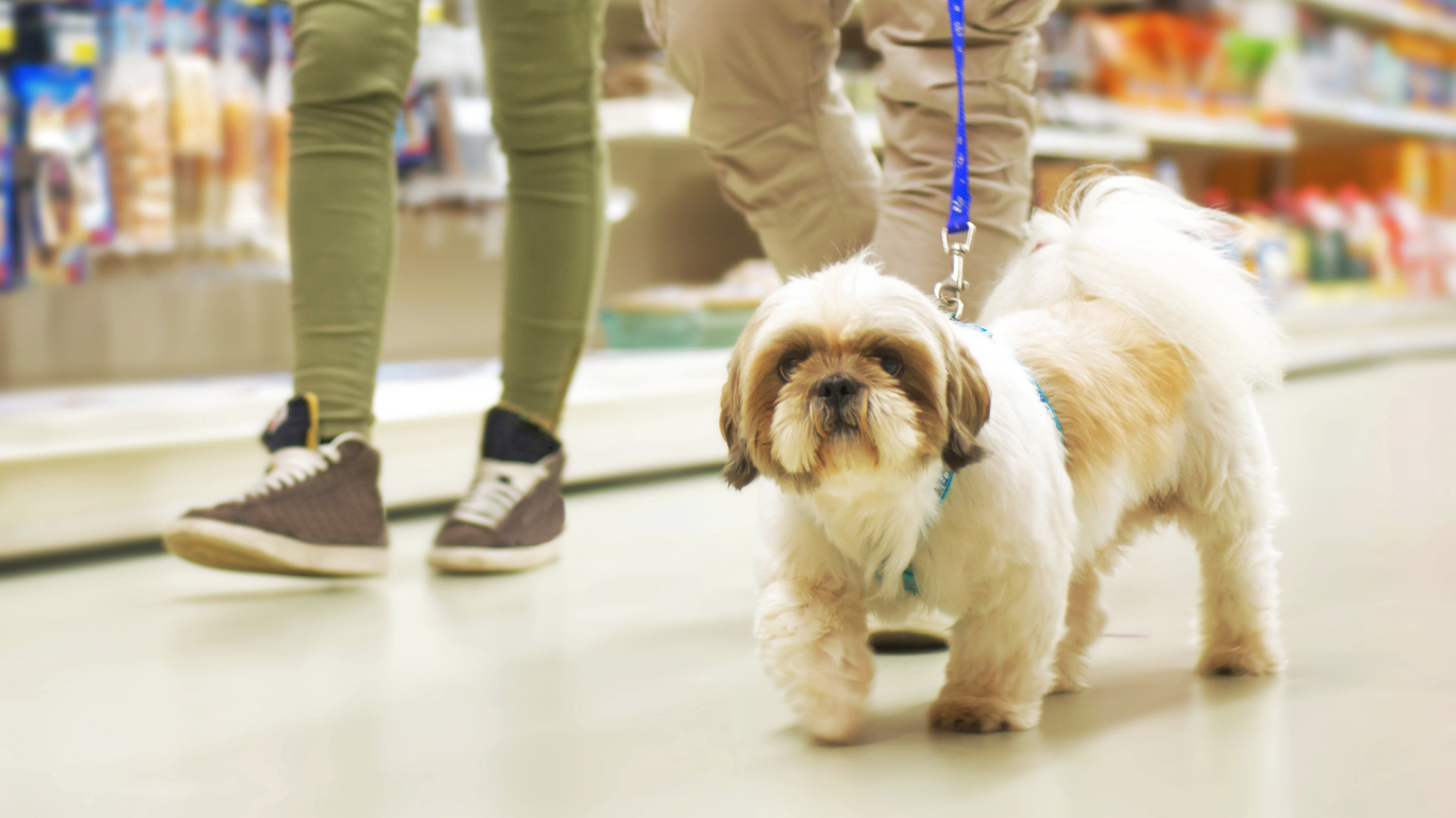 2026 Mutts & Co. Warehouse Sale