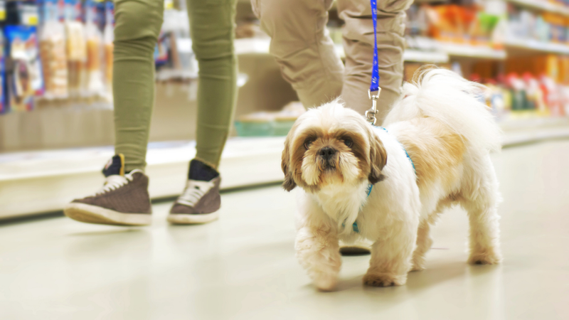 2026 Mutts & Co. Warehouse Sale
