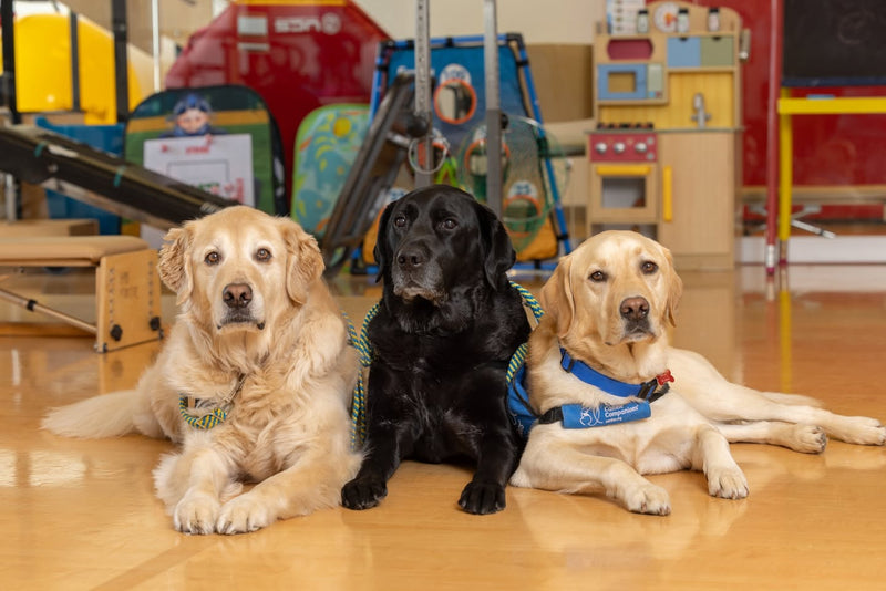 A Partnership Powered by Pets: Butterfly Paws