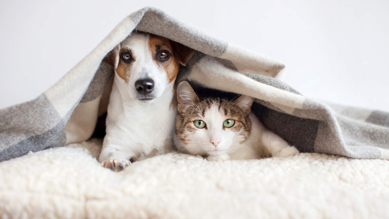 Fourth of July Pet Safety Guide: How to Prepare Your Pet