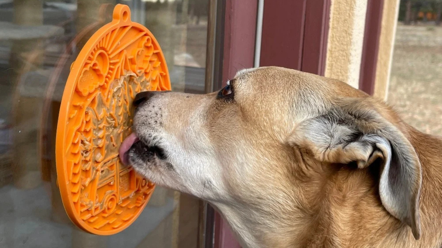 Pet Enrichment Ideas for Dogs & Cats: Fun Ways to Keep Pets Happy, Healthy & Engaged