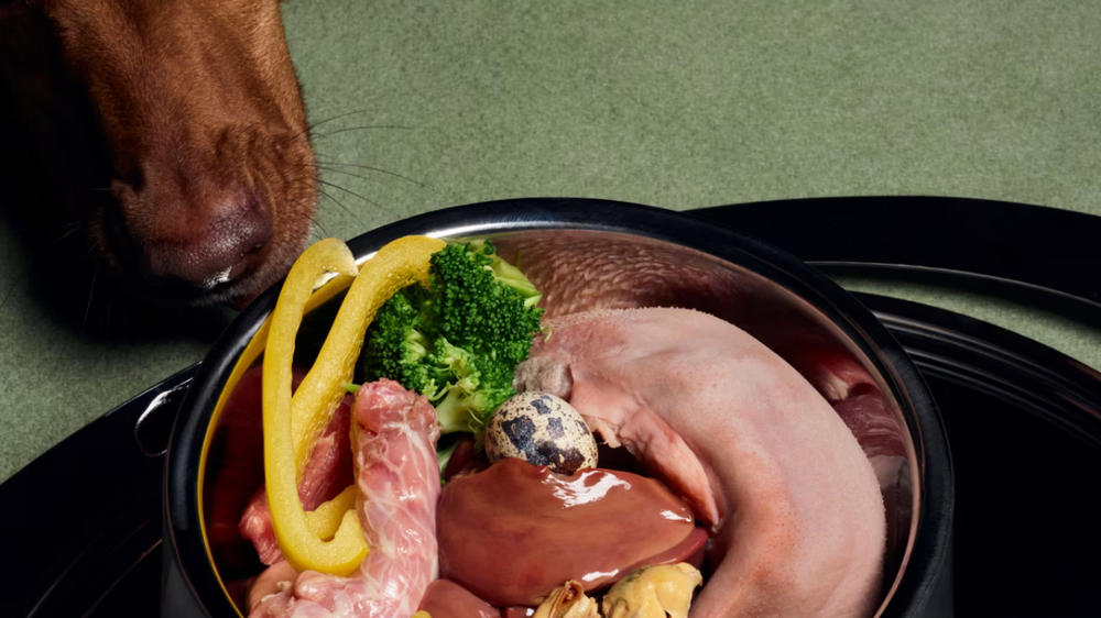Benefits of Frozen Raw Pet Food: Is Raw Feeding Right for Your Dog or Cat?