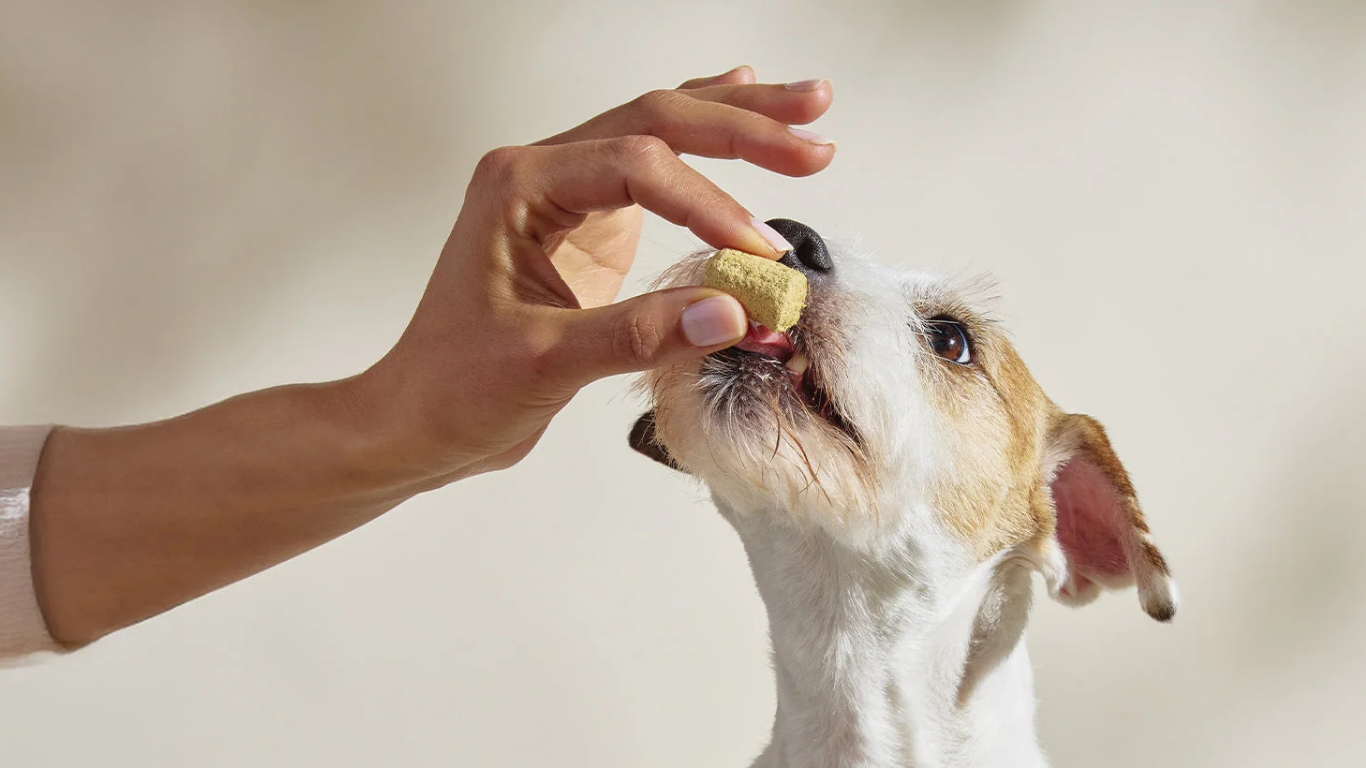 Benefits of Freeze-Dried Raw Pet Food: An Easy Way to Add Fresh Nutrition