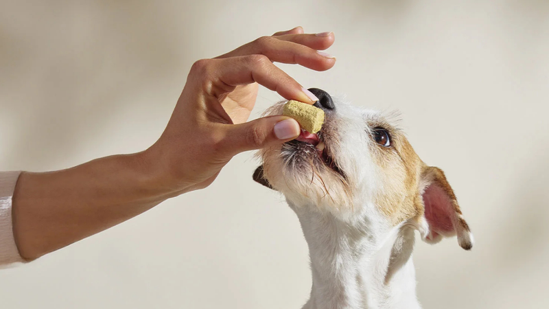 Benefits of Freeze-Dried Raw Pet Food: An Easy Way to Add Fresh Nutrition