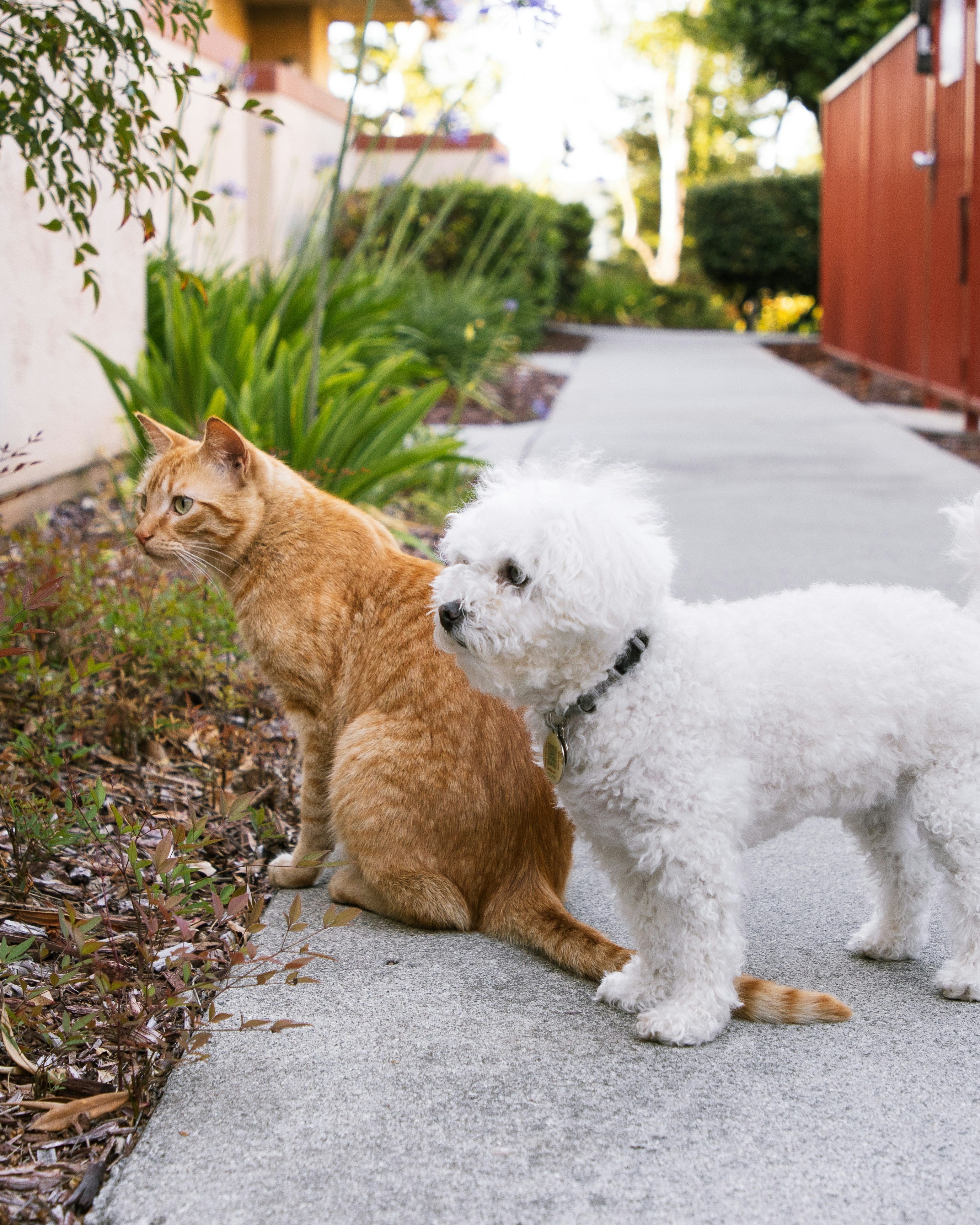 Natural Flea & Tick Prevention for Dogs & Cats