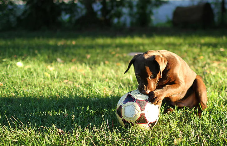Summer Pet Safety