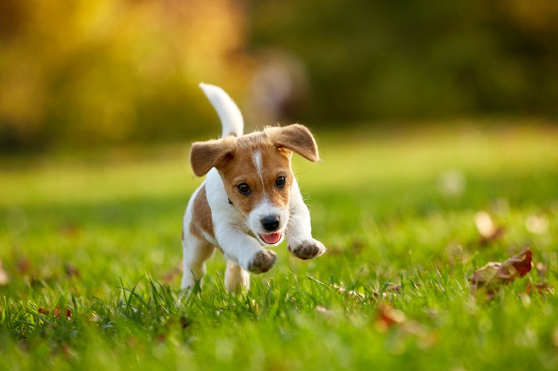 Lawn Rust: A Colorful Intruder in Your Pet's Playtime