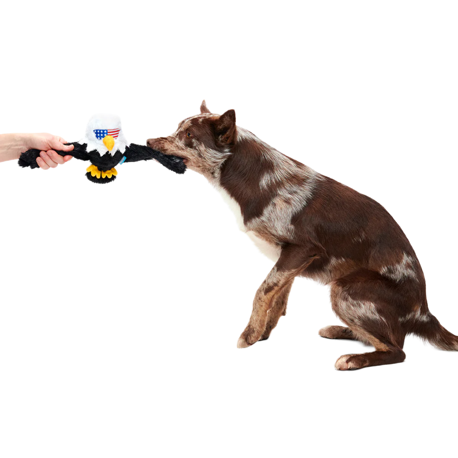 BARK Bold Eagle Plush Tug Dog Toy