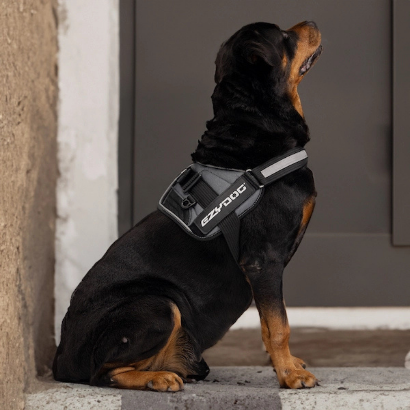 Ezydog Convert™ Dog Harness, Charcoal