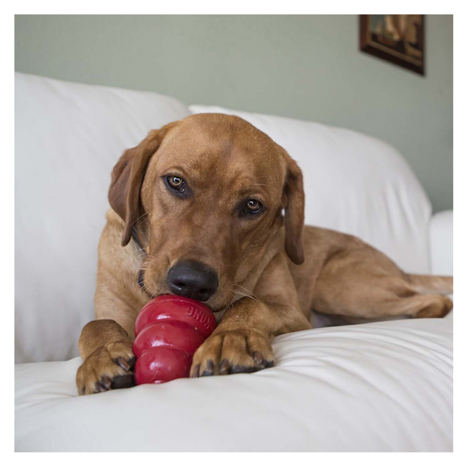 Brown dog lying on a white couch while chewing on a red KONG toy, holding it between its front paws.