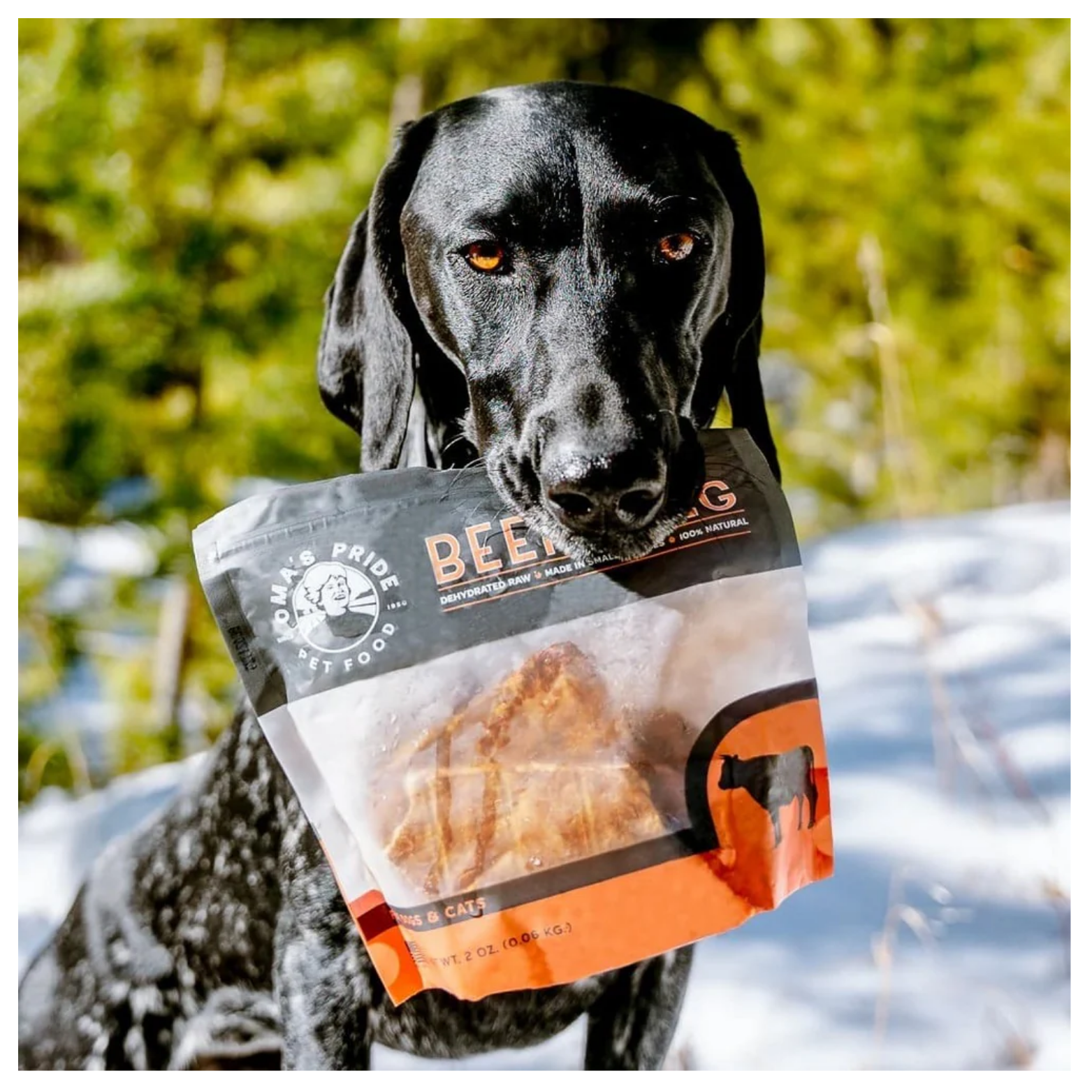 Black dog standing outdoors in a snowy setting holding a bag of Oma’s Pride Beef Lung treats in its mouth, with trees and sunlight in the background.