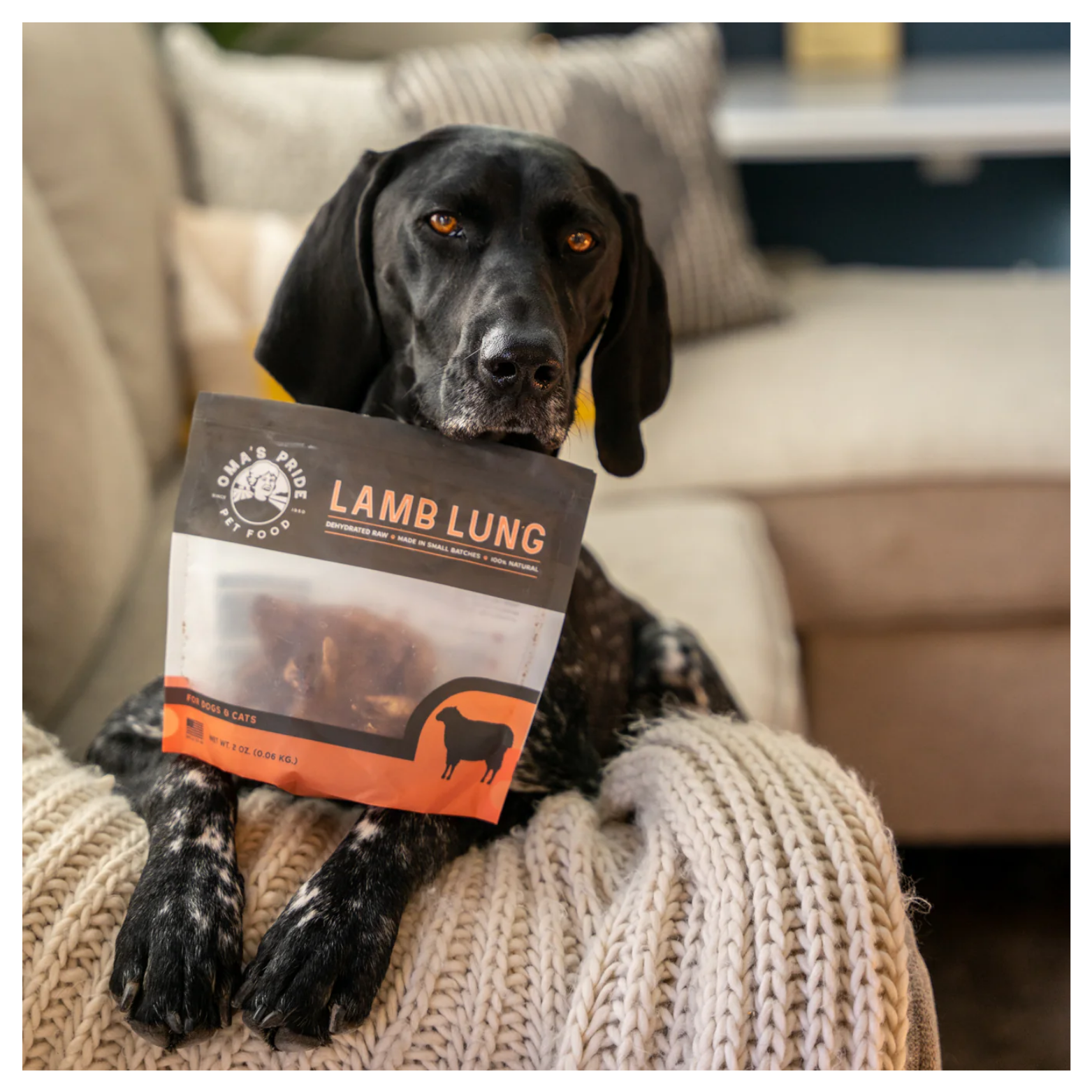 Black and white spotted dog sitting on a couch holding a bag of Oma’s Pride Lamb Lung treats in its mouth, with a knitted blanket draped over the furniture in a home setting.