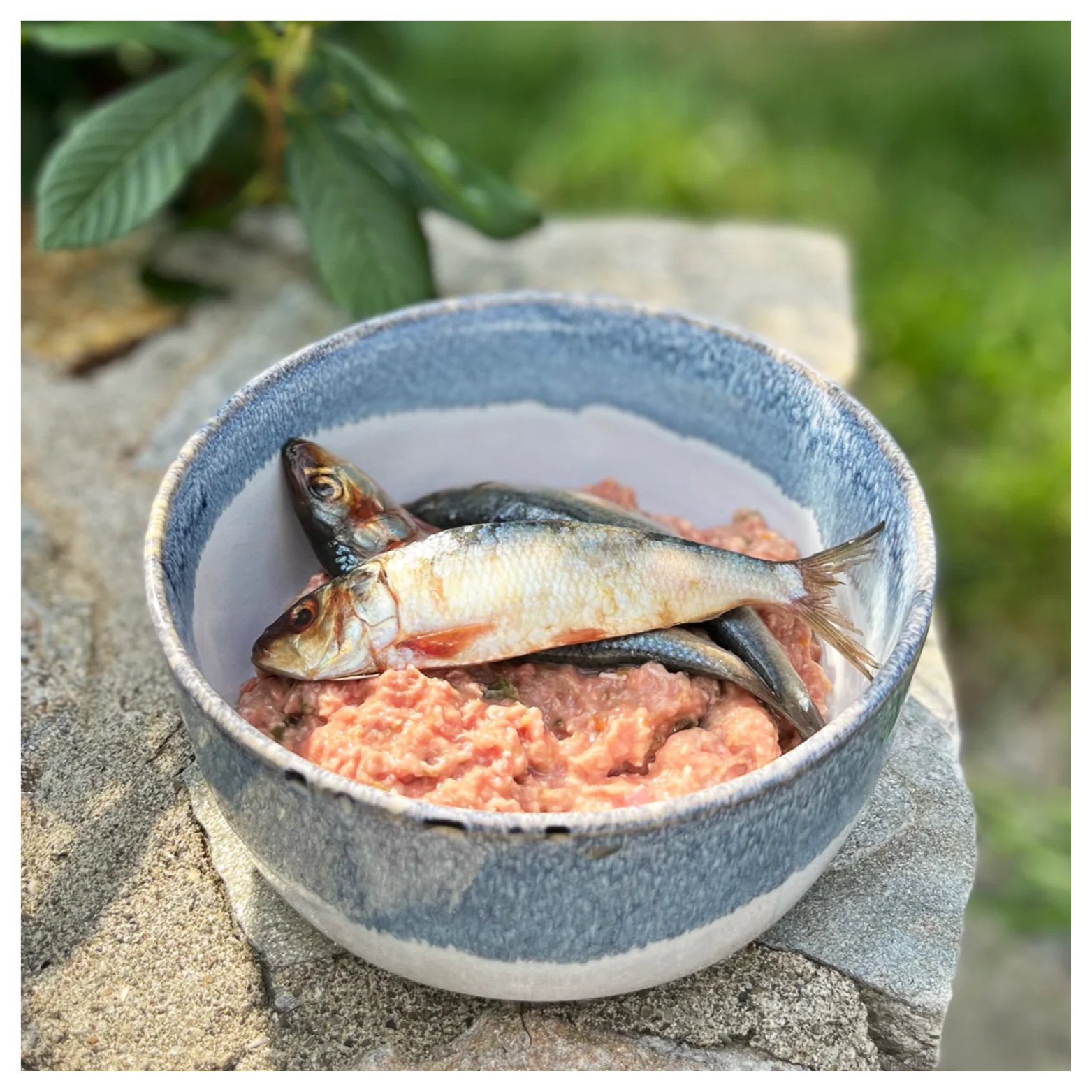 A ceramic bowl outdoors contains a portion of raw ground pet food topped with whole sardines, sitting on a stone surface with greenery in the background.