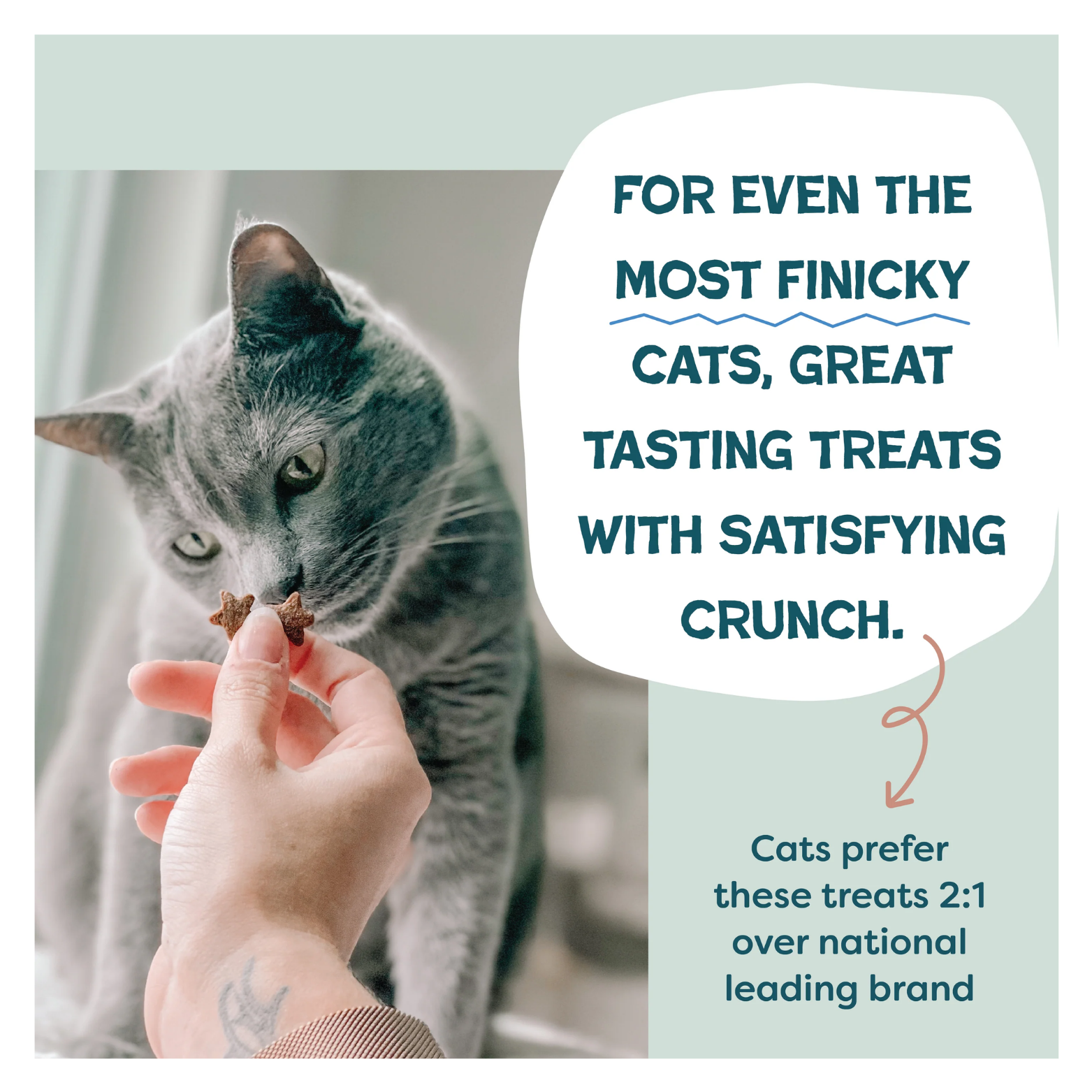 A gray cat sniffing and eating a star-shaped treat from a person’s hand, with text highlighting crunchy texture and appeal to even picky cats.