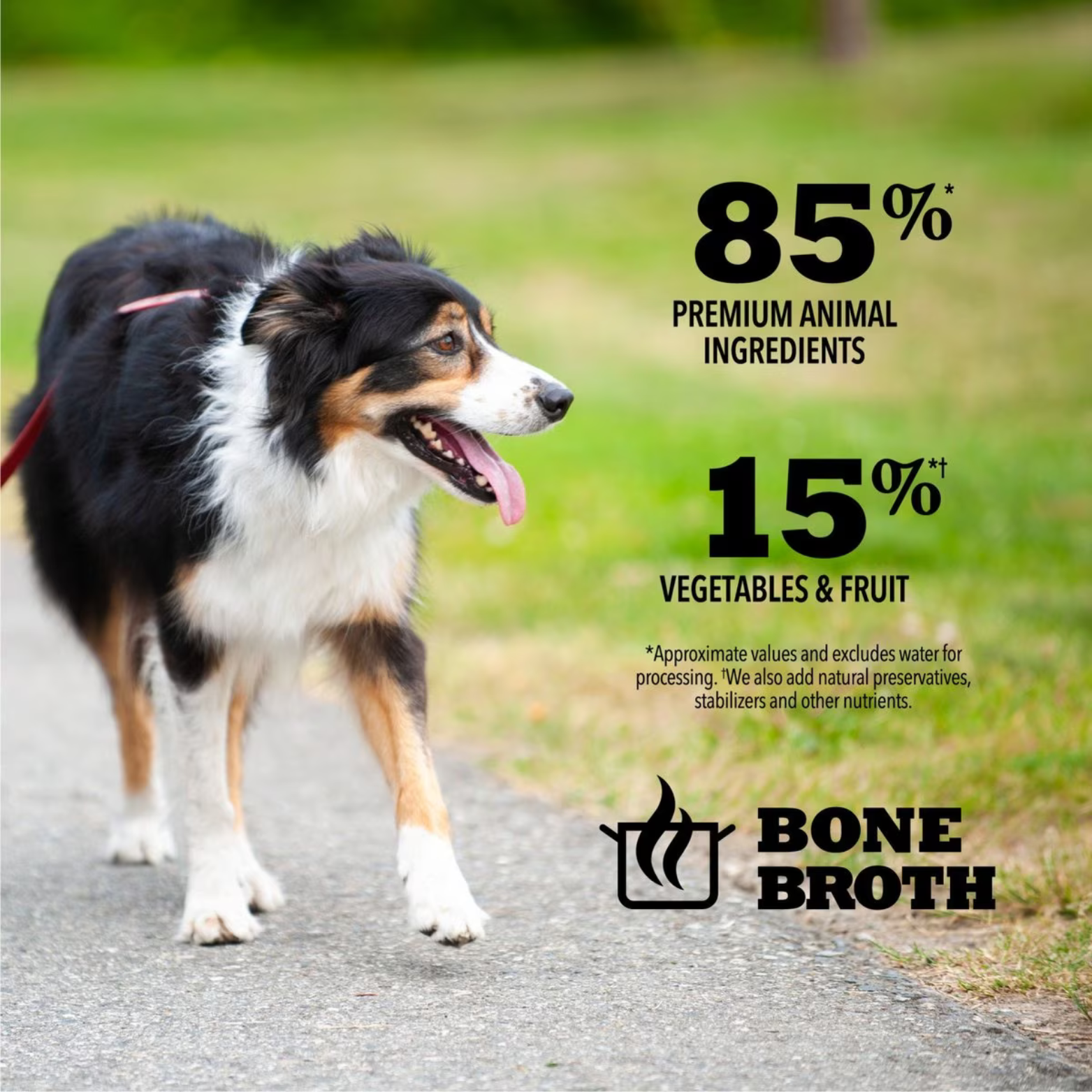 A black, white, and brown Australian Shepherd dog walks happily on a paved path outdoors on a sunny day. Text overlays highlight the product's composition: 85% Premium Animal Ingredients and 15% Vegetables & Fruit, with the addition of Bone Broth.