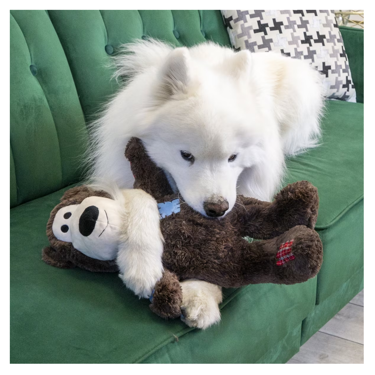 Large white dog lying on a green sofa while holding and chewing the KONG Wild Knots Bear plush toy, demonstrating indoor play and comfort use.