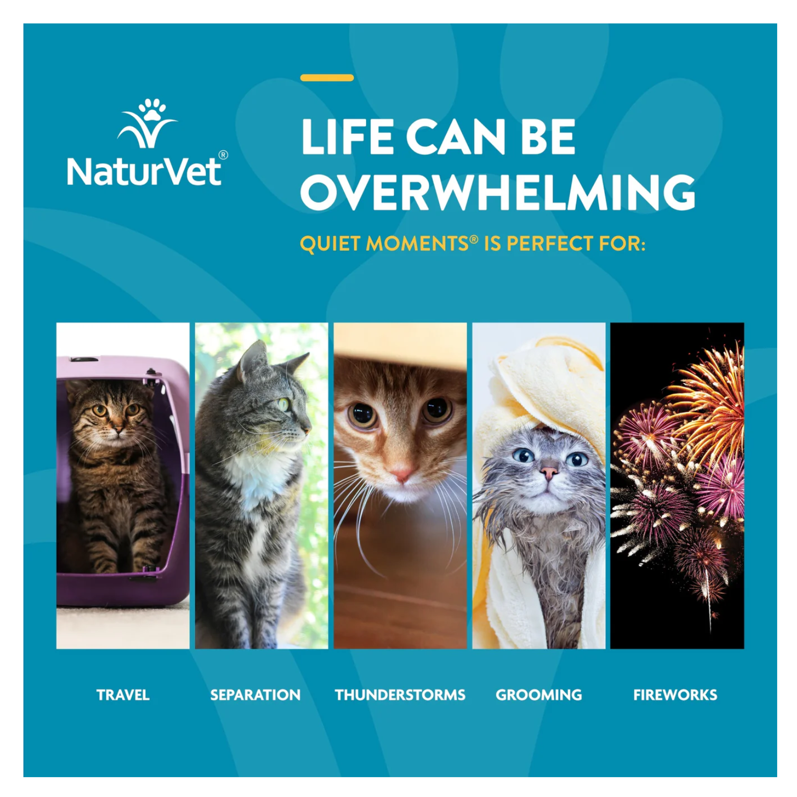 Blue informational panel reading “Life Can Be Overwhelming,” showing five images representing stressful situations for cats: travel, separation, thunderstorms, grooming, and fireworks.