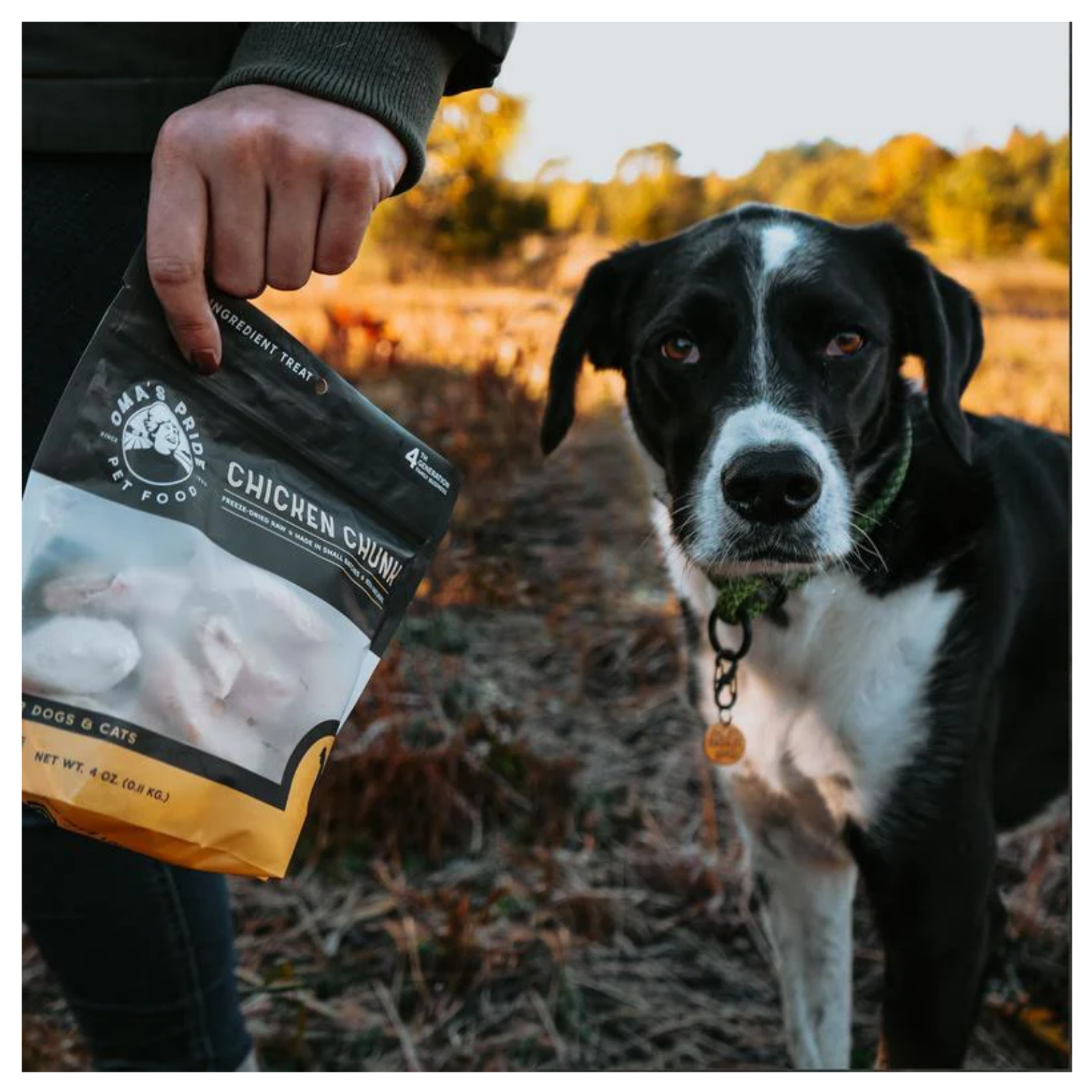 A person holds a bag of Oma’s Pride Chicken Chunk freeze-dried treats next to a black-and-white dog standing outdoors in a grassy field during golden hour.