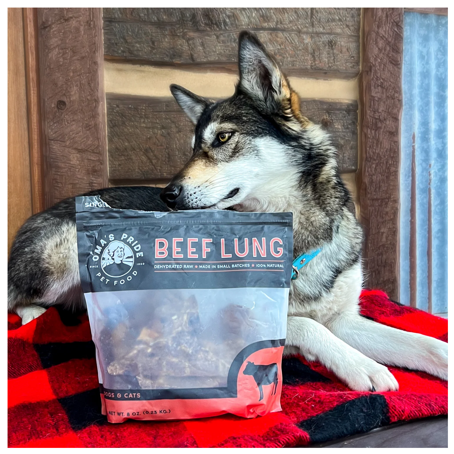 Husky-like dog lying on a red and black plaid blanket with a bag of Oma’s Pride Beef Lung treats positioned in front, inside a rustic wood cabin setting.