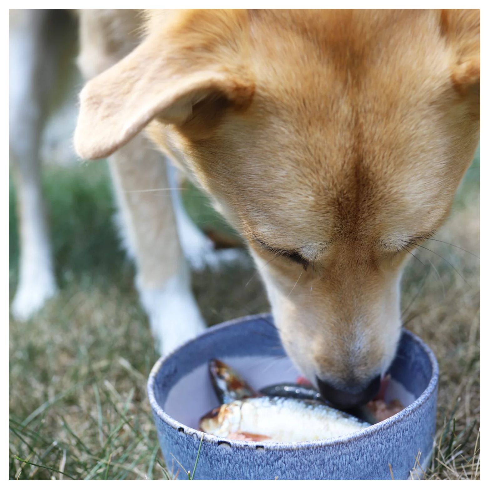 A tan dog lowers its head to eat whole sardines from a blue-rimmed bowl placed on grass.