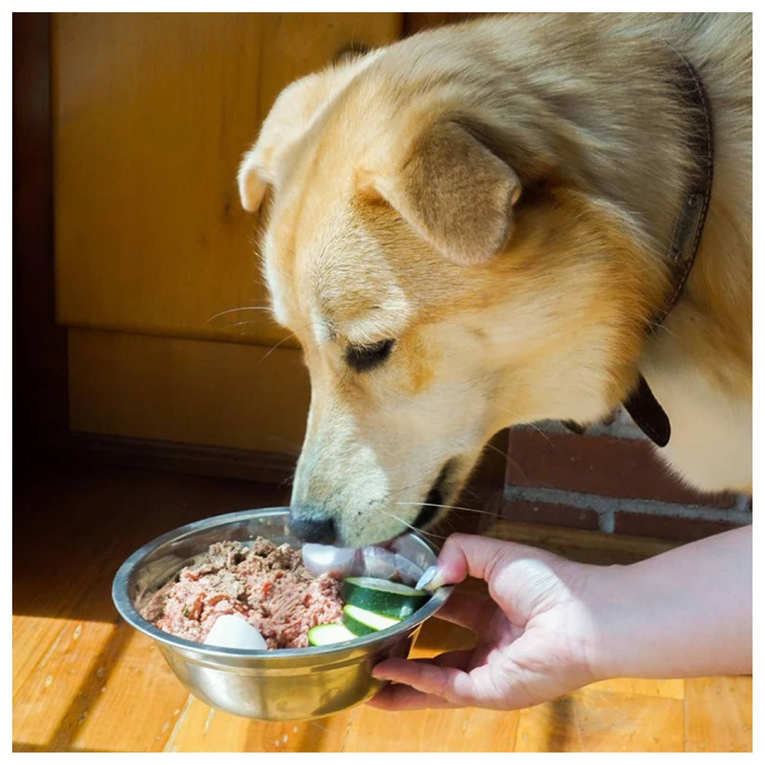A dog eating a bowl of raw lamb dog food mixture with sliced vegetables while a person holds the bowl.