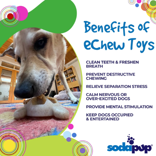 SodaPup Turtle eChew Durable Nylon Dog Chew and Enrichment Toy