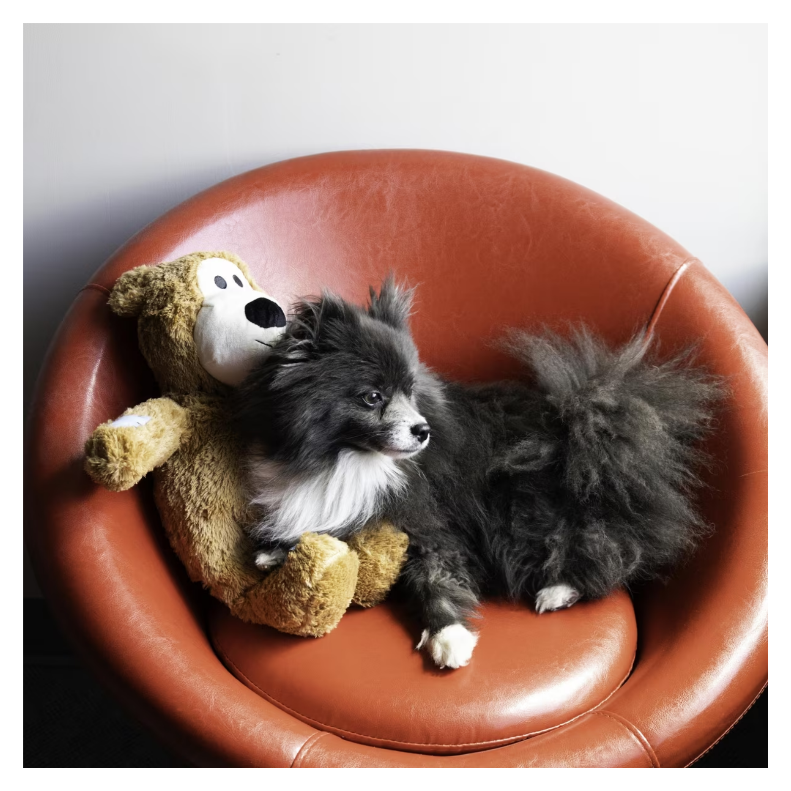 Small black-and-white dog resting on a brown leather chair beside the KONG Wild Knots Bear plush toy, showing the toy used for companionship and lounging.