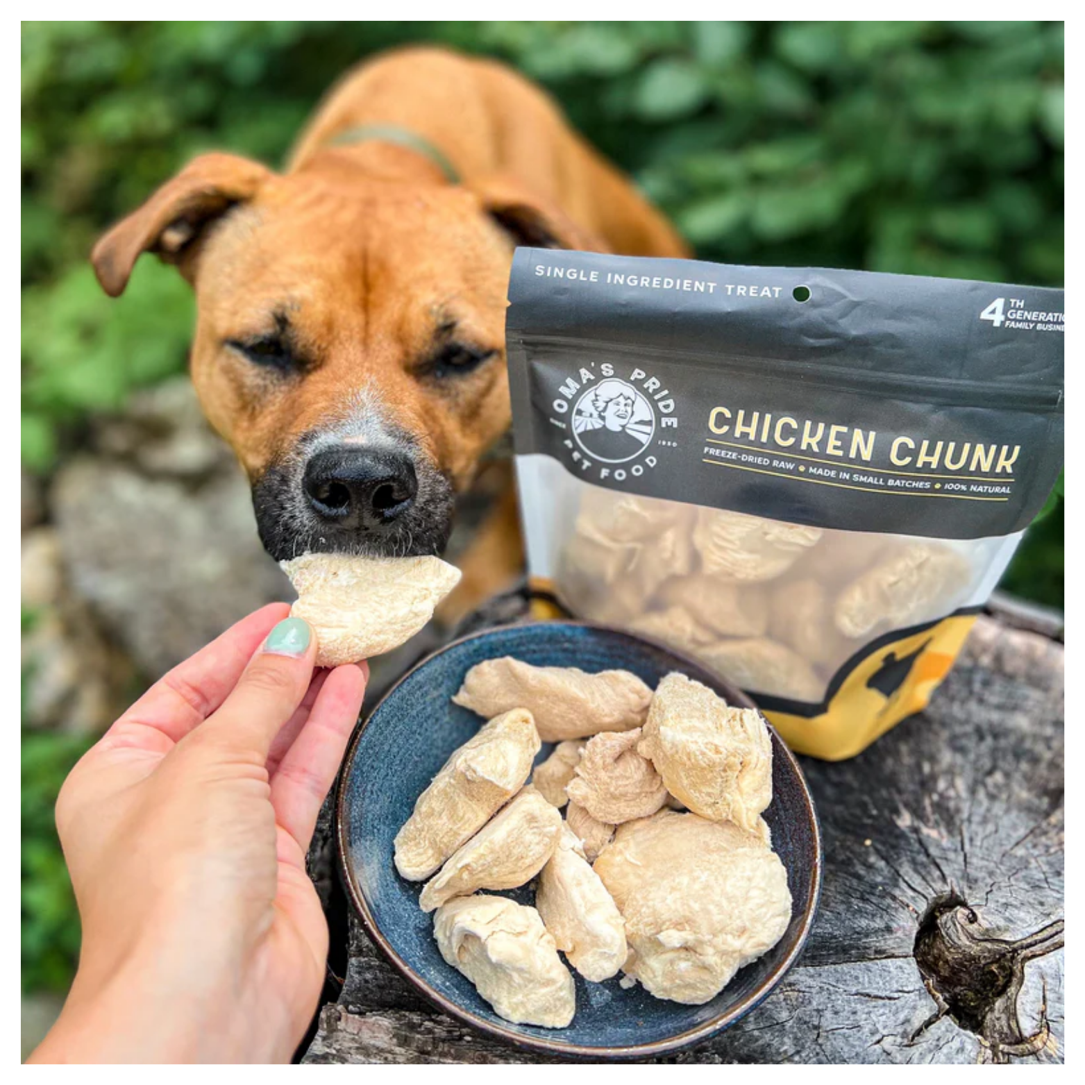 A hand offers a freeze-dried chicken chunk to a brown dog, with a bowl of treats and the Oma’s Pride Chicken Chunk package on a tree stump nearby.