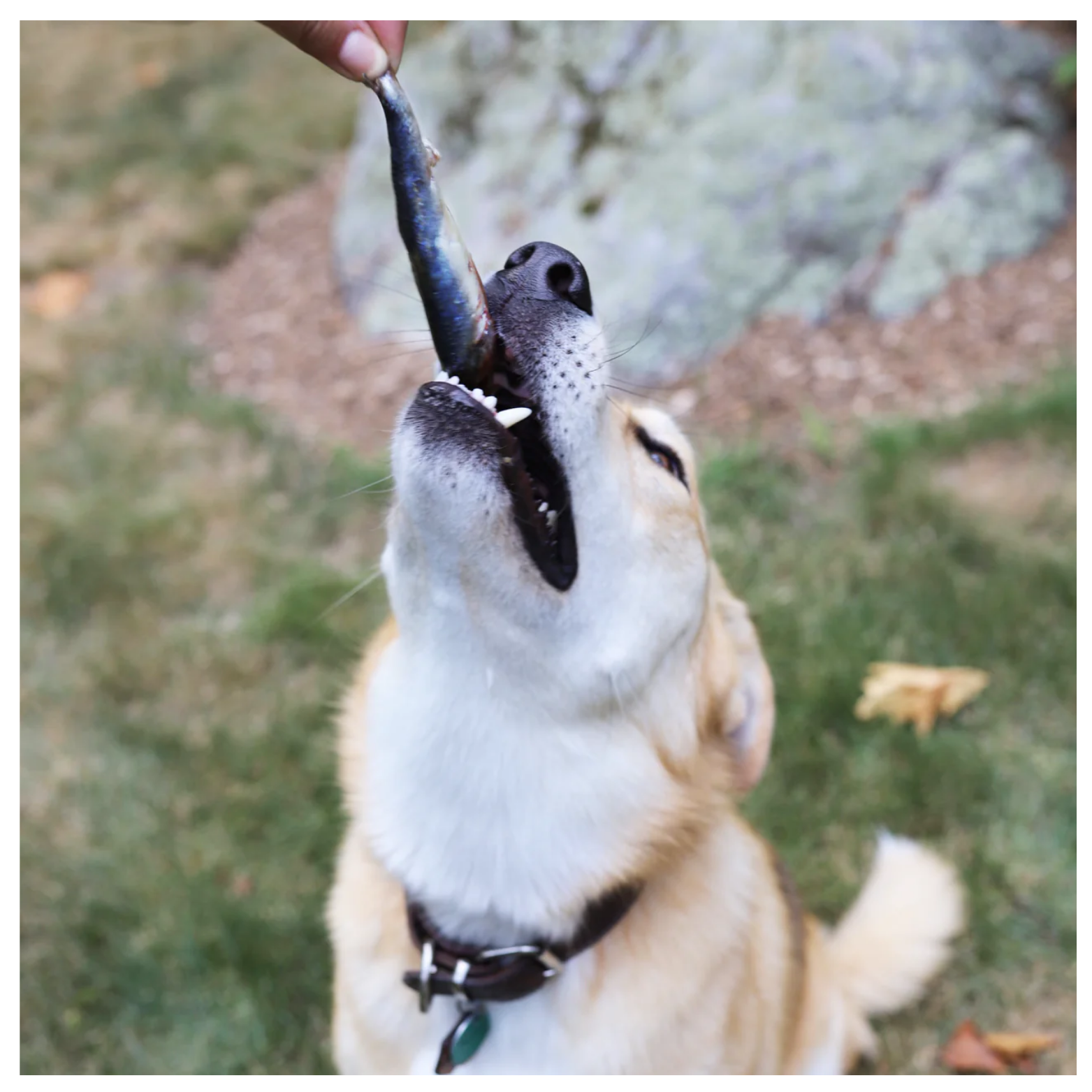 A dog tilts its head back with mouth open while a person holds a whole sardine above it, about to feed the fish to the dog outdoors.