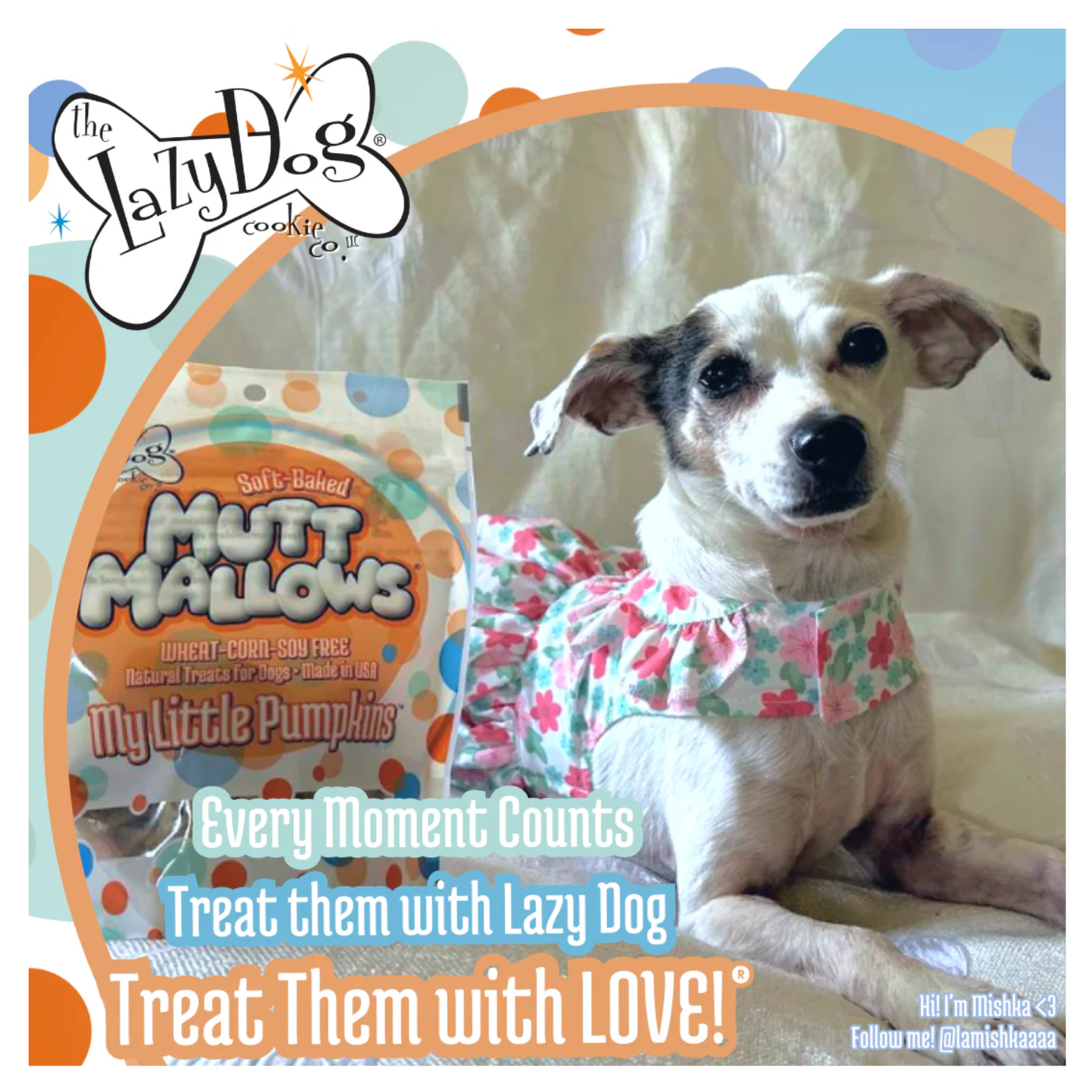 Small white and brown dog wearing a floral dress sitting beside a bag of My Little Pumpkins Mutt Mallows dog treats, with promotional text reading “Every moment counts—treat them with Lazy Dog. Treat them with LOVE!”