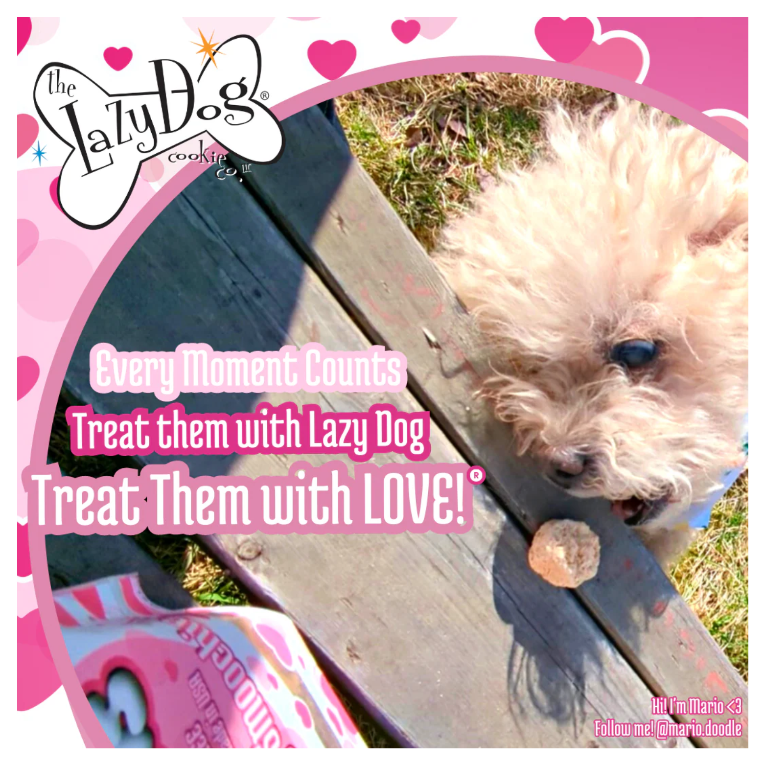 A small fluffy dog standing on a wooden bench outdoors, looking at or eating a Strawberry Smoochies treat, with overlaid text reading “Every Moment Counts. Treat them with Lazy Dog. Treat Them with LOVE!”