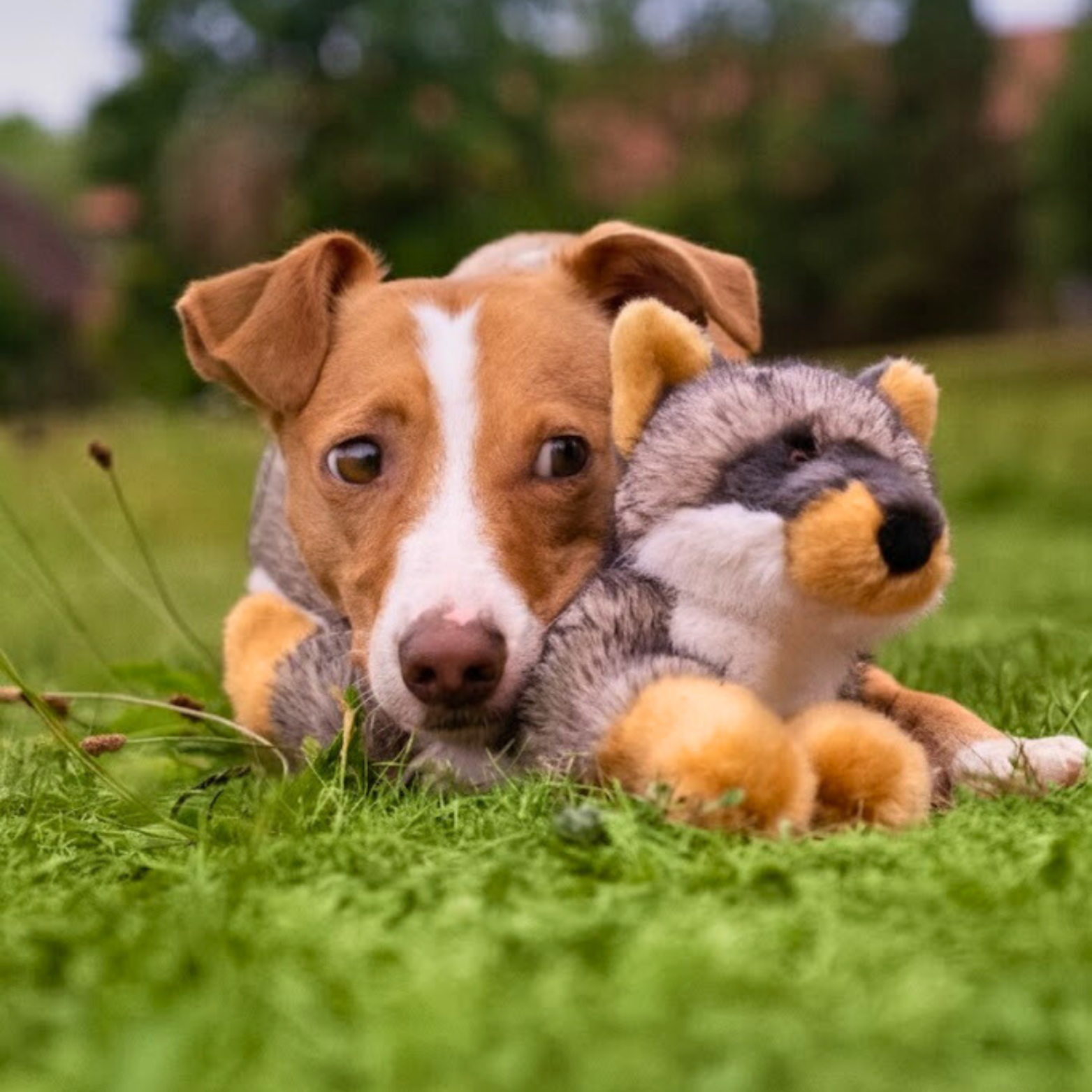 Dog lying on grass with a plush dog toy Sterling Fox by Fluff & Tuff