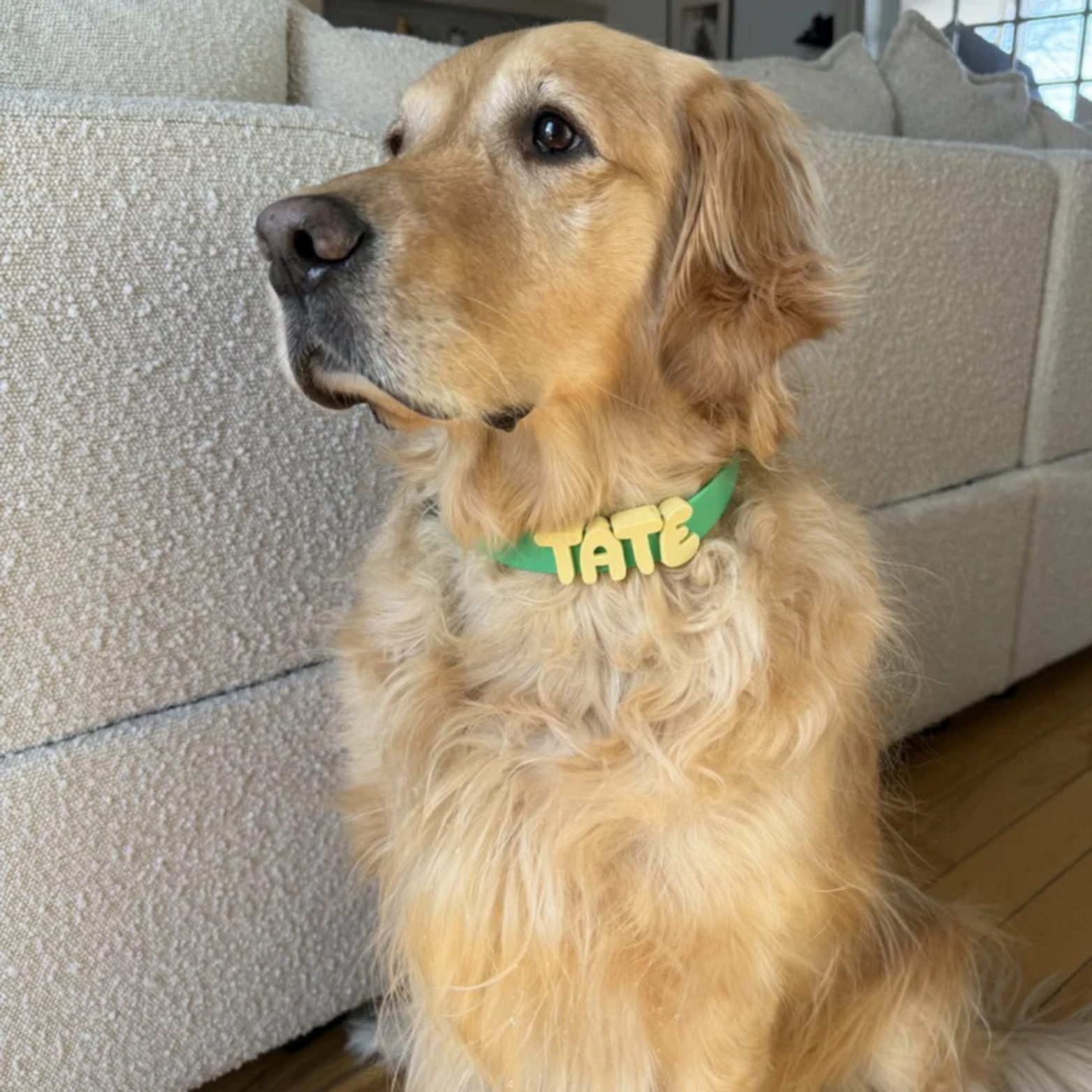 Springland Pets Dog Charm Collar Green