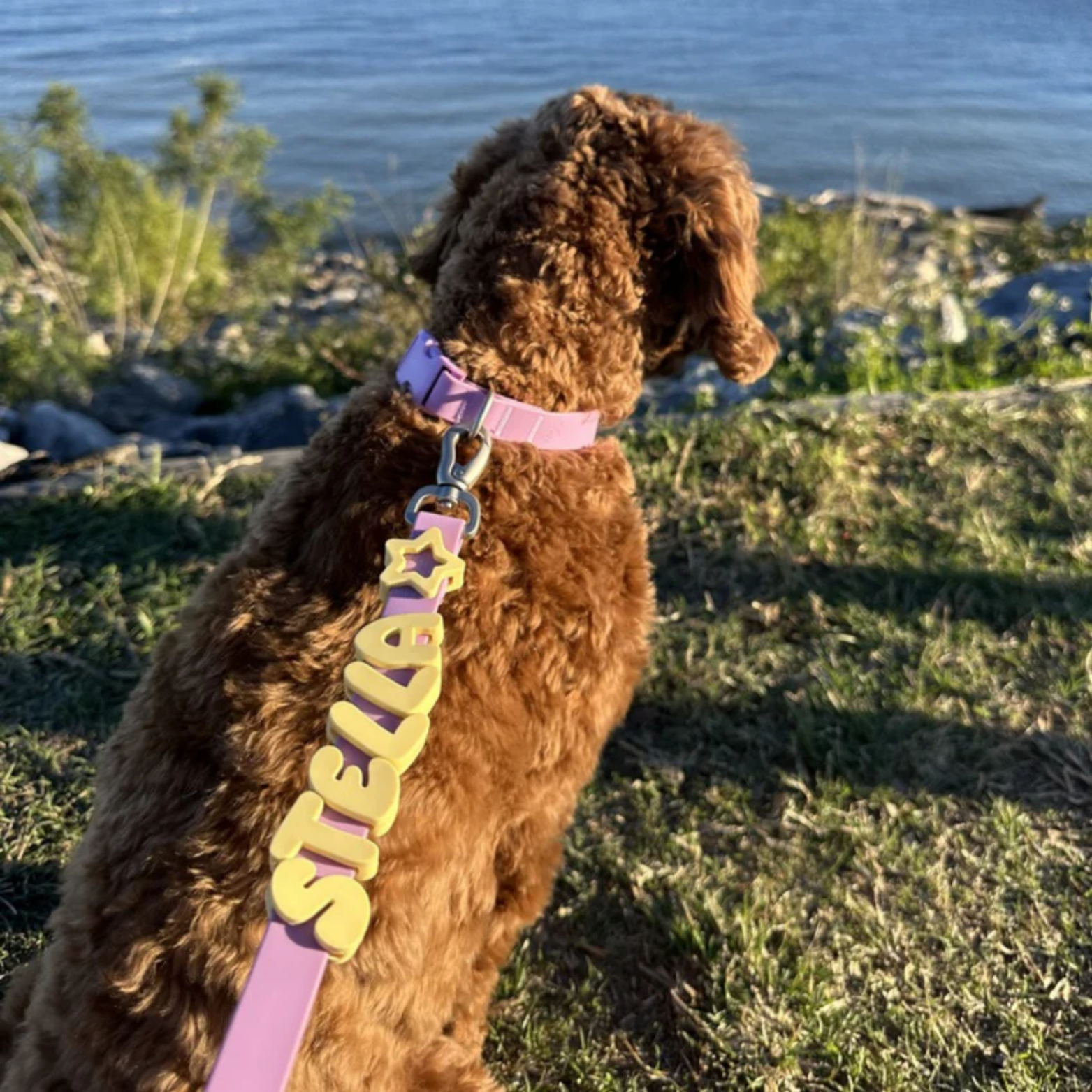Springland Pets Dog Charm Collar Lilac