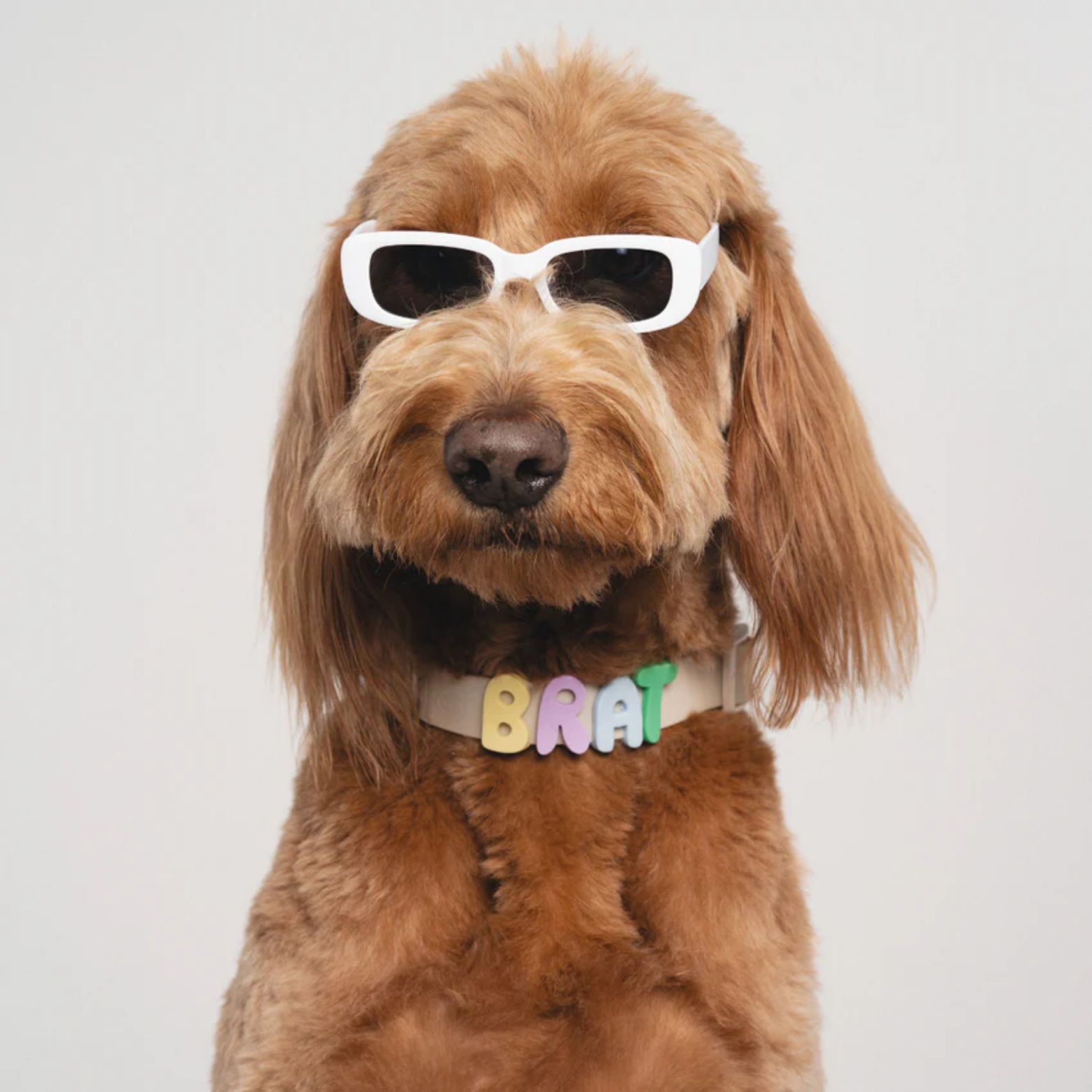 Springland Pets Dog Charm Collar Oat