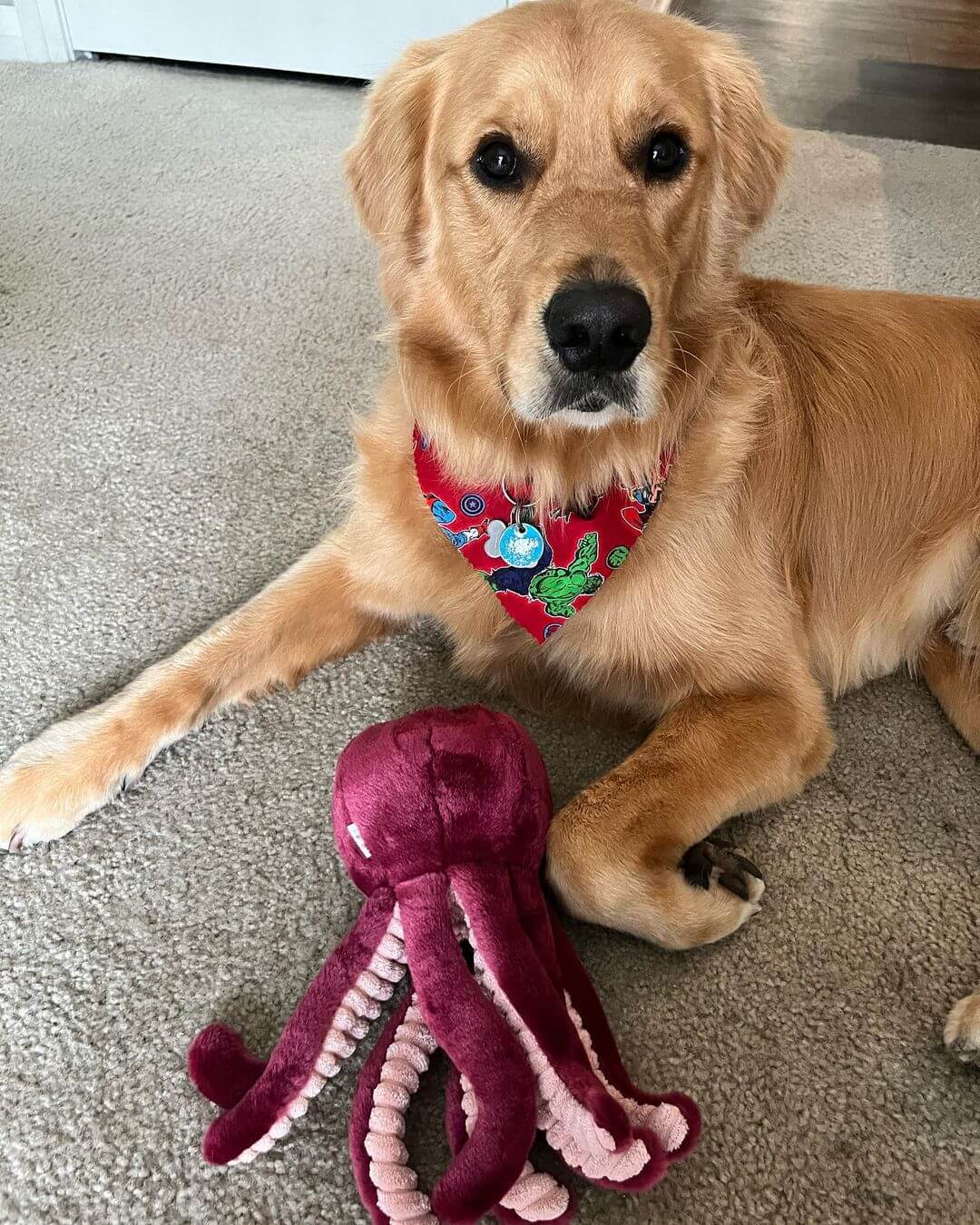 dog toys columbus
