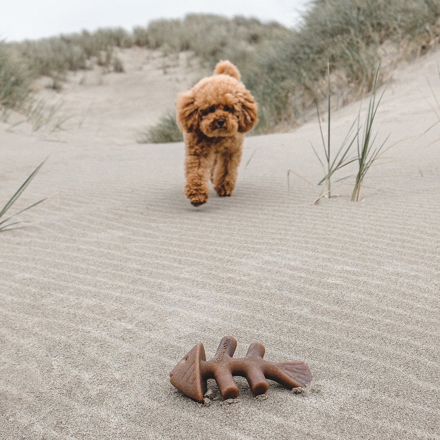 Benebone Salmon Flavored Fishbone Dog Chew Toy - Mutts & Co.