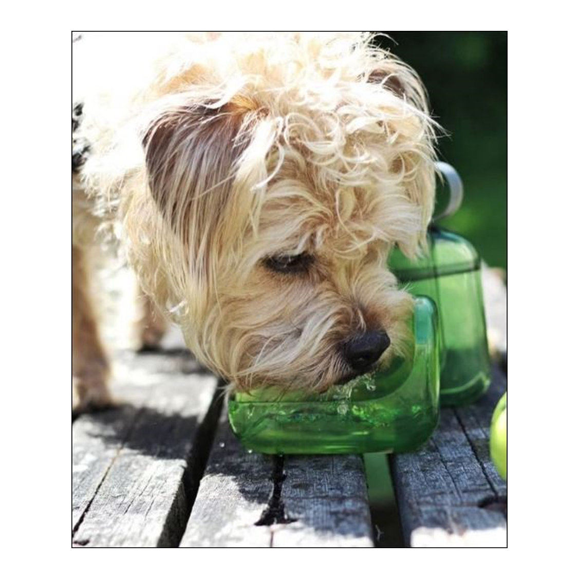 OllyDog OllyBottle 600mL - Mutts & Co.